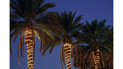 Italian Town Discovers Why You Shouldnt Put Christmas Lights On Palm