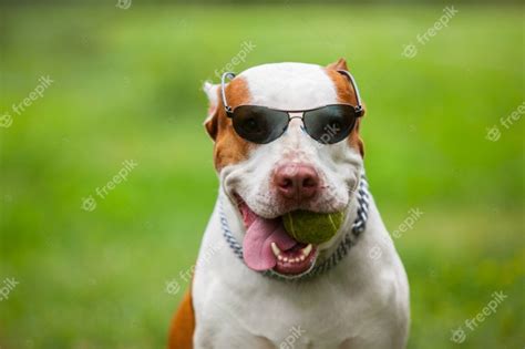 Adorable Funny Dog Wearing Sunglasses Premium Photo
