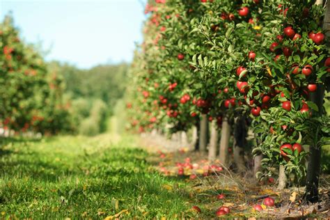 Apple Farming Is More Than Watching Fruit Grow On Trees Fresh Forward
