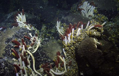 Life In The Extremes Tube Worms Nautilus Live
