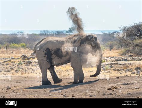 African Bush Elephant Loxodonta Africana Taking A Dust Bath