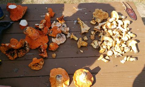 Mushroom Hunting Montana All Mushroom Info