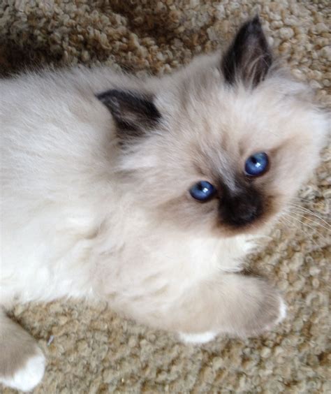 Seal Point Birman Cats Kittens And Puppies Pretty Cats
