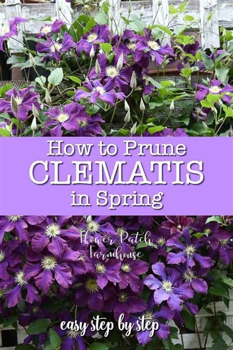 Easy How To Spring Prune Clematis Clematis Plants Clematis Flower