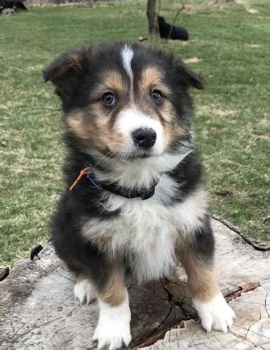 We are 6 miles from beautiful higgins lake the fifth most. Australian Shepherd Puppies For Sale In Michigan ...