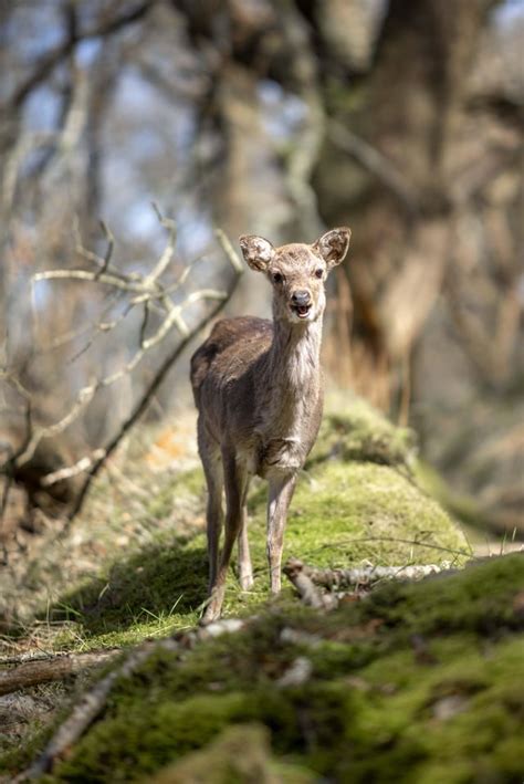 This Happy Deer At Glendalough Forest On Saturday Happy Monday Ya