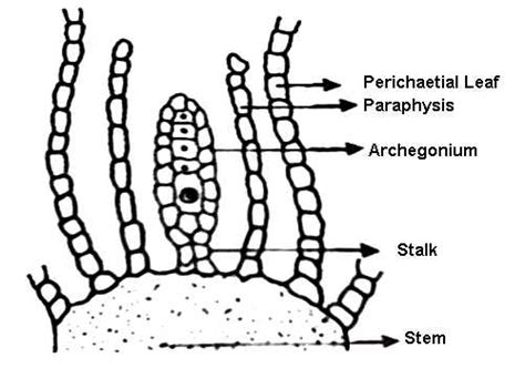 Explain Archegonium Or Female Reproductive Organ Of Moss Qs Study