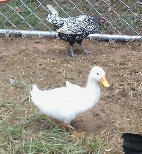 Pekin Duck Sexing Page 2 Backyard Chickens Learn How To Raise Chickens