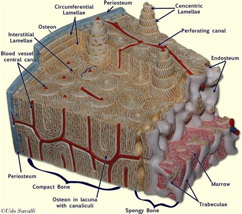 Compact bone is made of a matrix of hard mineral salts. bone model labeled - Google Search (With images) | Human ...