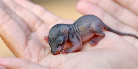 8 Adorable Newborn Chipmunk Pictures That Will Make Your Day