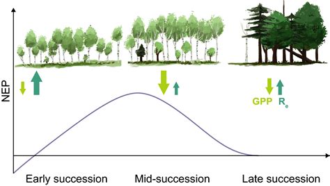 Forest Aging Disturbance And The Carbon Cycle Curtis 2018 New