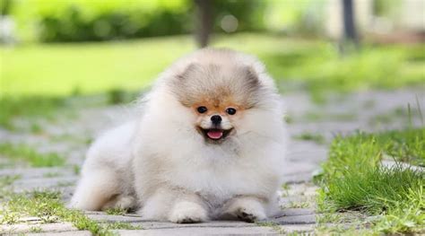 Teacup Pomeranian Breed Information Puppy Costs And More