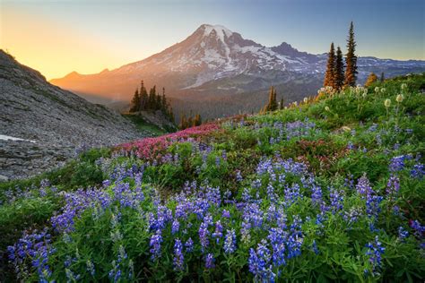 Wildflowers Mount Rainier Sunset
