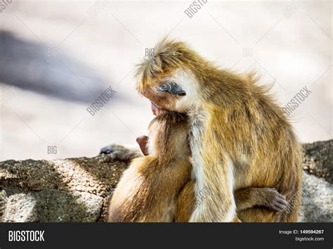 Two Monkeys Hugging Image And Photo Free Trial Bigstock
