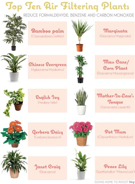 17 Indoor Plants Name Png