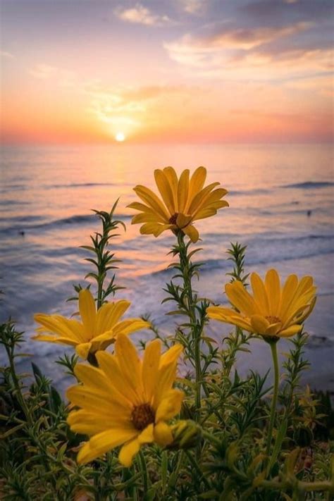 Yellow Flowers With The Sun And The Sea In The Background Graven