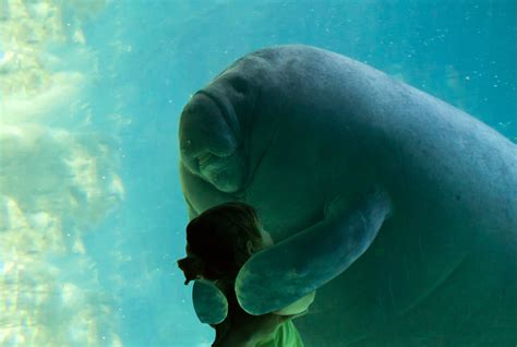 For Manatee Appreciation Day A Photoshop Battle Of Adorable Manatee