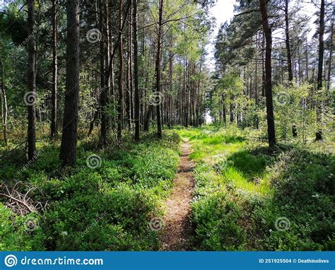 Rekyva Forest During Sunny Summers Day Stock Photo Image Of Rekyvos
