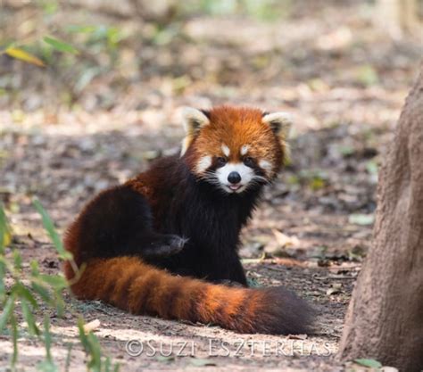 Sloth Versus Red Panda The Sloth Conservation Foundation