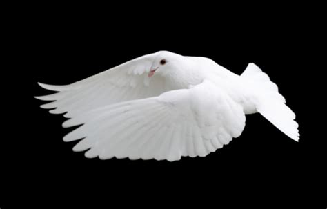 White Dove In Flight 12 Stock Photo Download Image Now Animal Wing