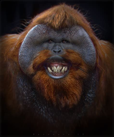 Perpetual Motion Orangutans