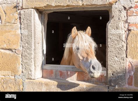 Curious Horse Looking Out Of The Stable Window Stock Photo Alamy