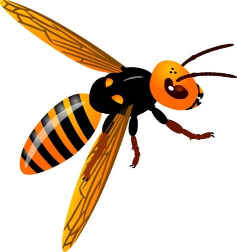 スズメバチのイラスト斜め｜蜂｜昆虫｜素材のプチッチ