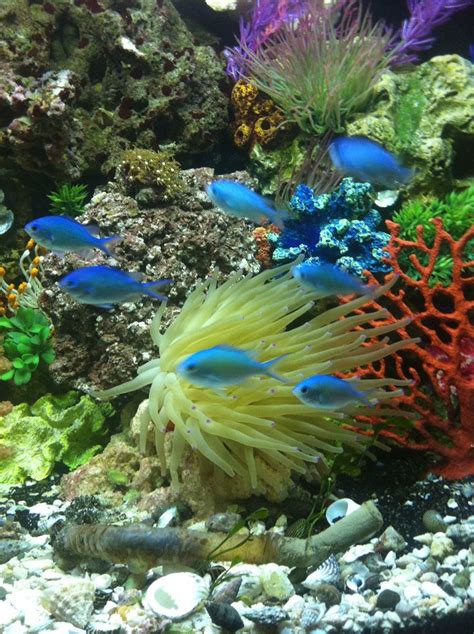 Saltwater Tank Saltwater Tank Cool Fish Tanks Coral Reef Aquarium