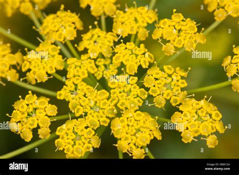 Wild Parsnip Pastinaca Sativa Yellow Blossom Stock Photo Alamy
