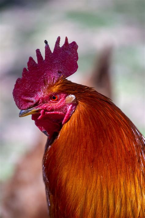 Cock Bird Pictures Download Free Images On Unsplash