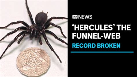 Meet Hercules The Largest Ever Male Funnel Web Spider Donated For