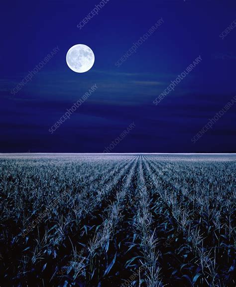 Moonlit Corn Field Stock Image C0070175 Science Photo Library