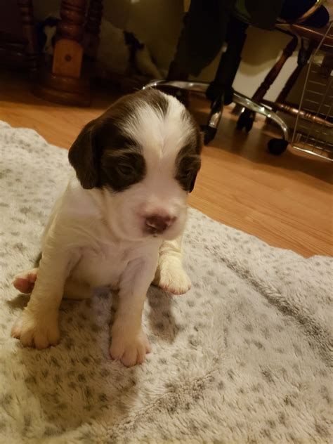 Find english springer spaniel puppies and dogs for adoption today! English Springer Spaniel Puppies For Sale | Romulus, MI #277537