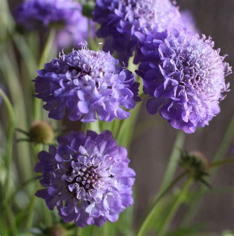 Scabiosa Imperial Mix Seeds Pincushion Flower Mourning Etsy