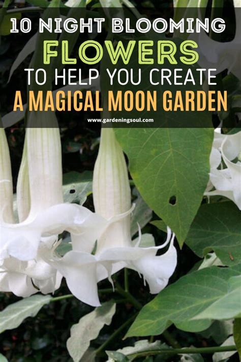 10 Night Blooming Flowers To Help You Create A Magical Moon Garden In