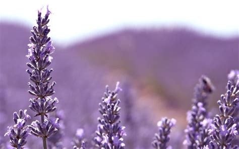 Download Free Lavender Flower Backgrounds Pixelstalknet