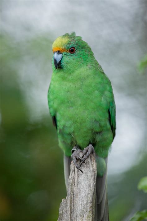Orange Fronted Parakeet New Zealand Birds Online