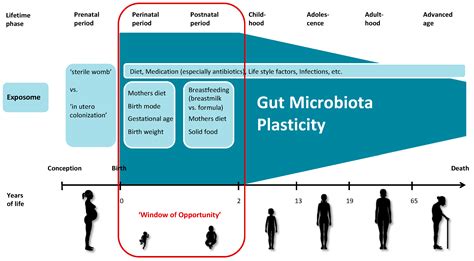 Ijerph Free Full Text Human Gut Microbiota Plasticity Throughout
