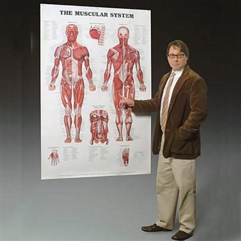 The Muscular System Giant Chart The Physio Shop