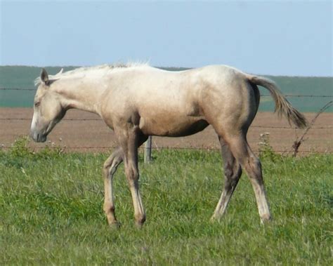palomino horse facts  pictures horsebreedspicturescom
