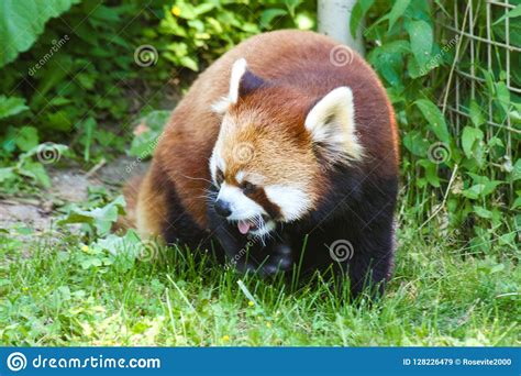 Red Panda In Toronto Zoo Ontario Canada Stock Image Image Of Ontario