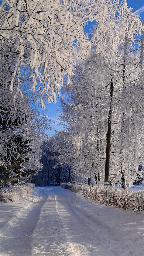 White Blossom Trees In Snow Field 4k Hd Nature Wallpapers Hd