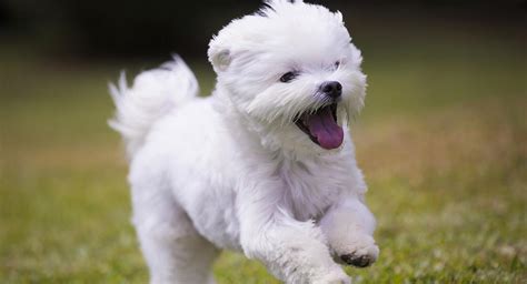 Maltese Dog Breed Information Center The Ultimate Fluffy White Puppy