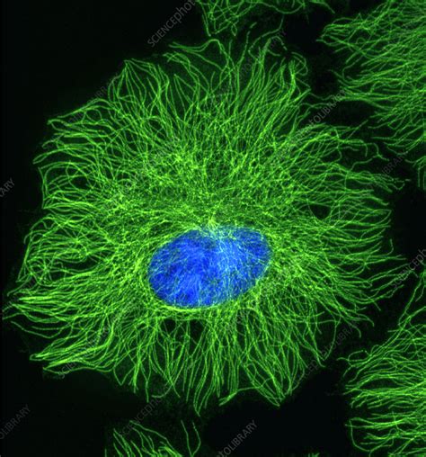 Cell Microtubules Light Micrograph Stock Image G4500120 Science