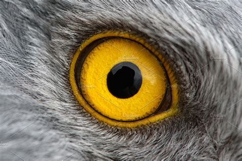 Eagle Eye Close Up High Quality Animal Stock Photos ~ Creative Market