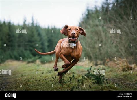 Dog Running Towards Camera Ar