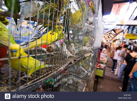 True story, i have a friend who used to work at a shop for smart pets. Pet Shops Near Me That Sell Birds - Pet's Gallery