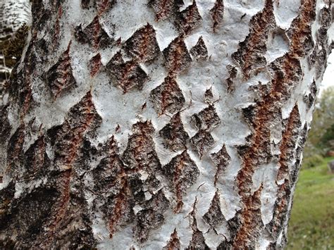 Populus Alba White Poplar Bark Tree Identification Pear Trees Book