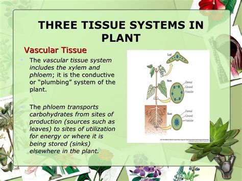 Plant Tissues And Organs