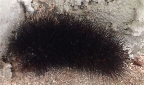Black Fuzzy Caterpillar In Northeast Fl Rwhatsthisbug